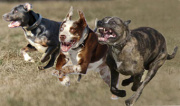 coursing-jc